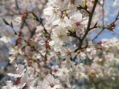 -径山花海