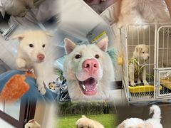 -美联众合动物医院·24h转诊中心
