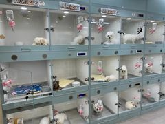 -萌宠之家·腊肠犬·马尔泰·小体犬舍