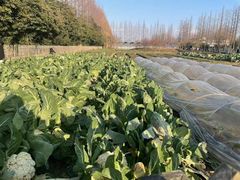 -上海长兴岛郊野公园