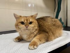 -悠尼宠物·独立低压伊珊娜洗护·美容·寄养(兰谷路店)