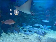 -烟台海昌鲸鲨海洋公园