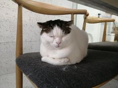 -喵园·猫主题咖啡厅·撸猫·猫咖(国贸店)