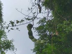 -海南热带雨林国家公园吊罗山景区