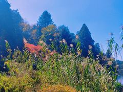 -庐山风景区花径公园