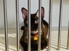 -东方名猫馆·英短金渐层布偶猫舍(环线广场1号楼店)