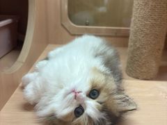 -爪爪喵星球·猫舍(卓悦中心店)