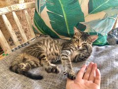 -海边的猫和咖啡馆