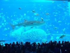 -广东省拱北口岸中国旅行社(华宾营业部)