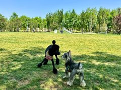 -爪吧宠物乐园 (温榆河示范区店)