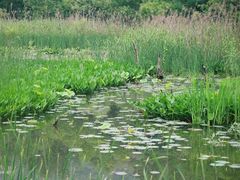 -西湖风景区-江洋畈生态公园