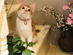 -暖阳宠物医院·犬猫康复中心·骨科