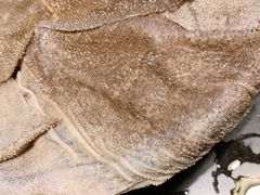 -铜元老码头鳝鱼火锅