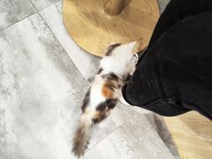 -楼上猫咖(罗湖店)