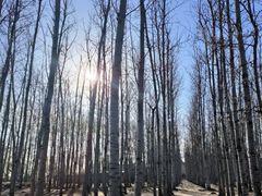-马家湾湿地公园