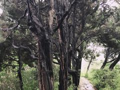 -嘉定紫藤园