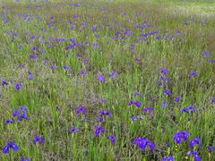 android_upload_pic-腾冲北海湿地