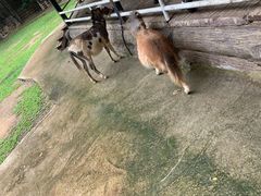 -清迈夜间动物园