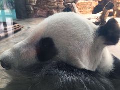 -石家庄市动物园