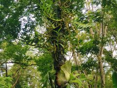 -西双版纳原始森林公园