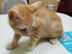 -瑞鹏宠物医院·骨科·猫科·内科(第一中心)