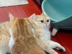 -东方名猫馆·英短金渐层布偶猫舍(环线广场1号楼店)