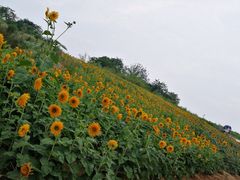 -龙湖东院农庄(乡间小路店)