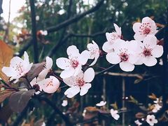 -上海鲁迅公园