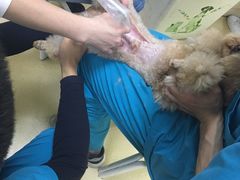 -创凡宠物医院·骨专科  猫科中心(西乡分院)
