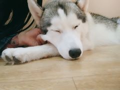 -Husky Go! 哈士奇体验馆·宠物咖啡厅狗咖