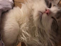 -momokira米努特·德文卷毛猫·棉花面纱犬