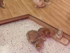 -滚猫咖啡·猫咖·猫友好撸猫(未来城店)