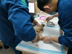 -瑞派雷欧宠物医院·24h夜诊·心脏骨科牙科·全科重症转诊中心(无影山店)