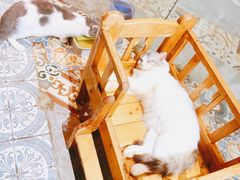 -more than meow吴止猫主题餐厅(承德 中船汇店)