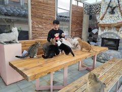 -喵屿·大理花园猫咖