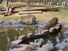 -云南野生动物园