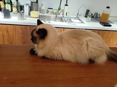 -有猫主题·治愈系猫咖(曾厝垵店)