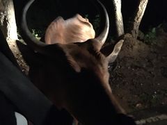 -清迈夜间动物园