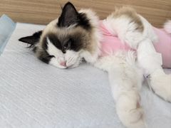 -达爱动物医院·犬猫分区·CT·复杂眼科(远洋山水分院)