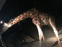 -清迈夜间动物园