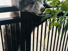 -TrueLove @ Neverland (Husky Cafe)