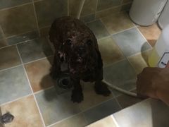 -佳雯宠物医院(四明中路分院)