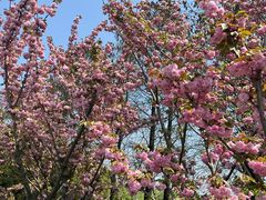 -贡湖湾湿地公园