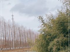 -黄海国家森林公园