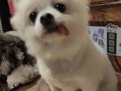 -more than meow吴止猫主题餐厅(承德 中船汇店)