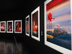 -罗红摄影艺术馆