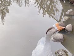 -前小桔亲子创意农场·草莓采摘·露营烧烤