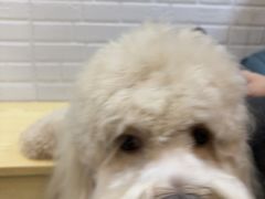 -芭比堂动物医院·心脏科·老年急重症·夜诊·吉雅分院