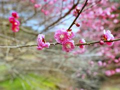 -新建村梅花
