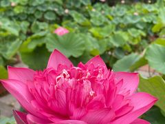 -莲花池公园